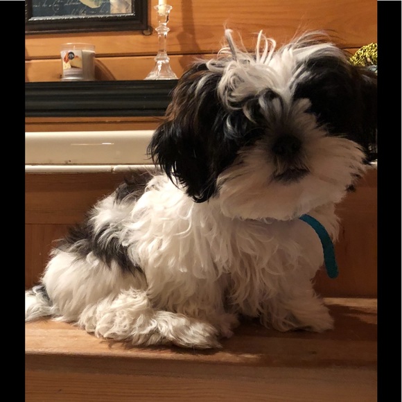 Meet your Posher, Monica - Picture 5 of 7